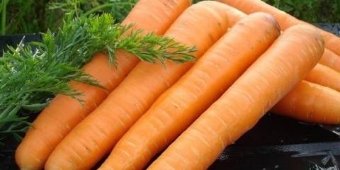 Šargarepa maestro f1